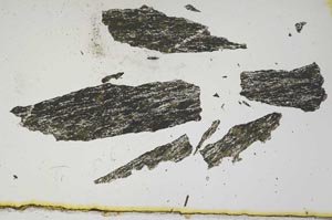 Plane Polarized, S1850