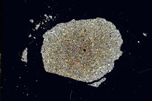 Cross Polarized, S1886