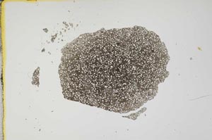 Plane Polarized, S1886