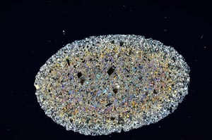 Cross Polarized, S1887