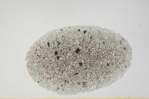 Plane Polarized, S1887