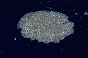 Cross Polarized, S1889