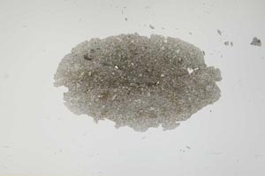 Plane Polarized, S1889