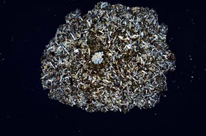 Cross Polarized, S1893