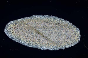 Cross Polarized, S1895