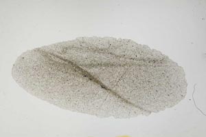 Plane Polarized, S1895