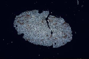 Cross Polarized, S1901