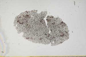 Plane Polarized, S1901