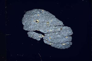 Cross Polarized, S1902