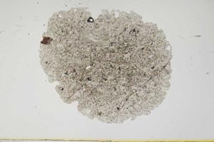 Plane Polarized, S1918