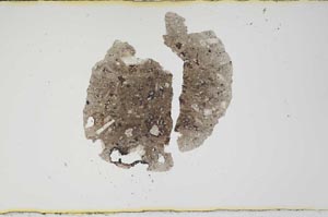 Plane Polarized, S1923