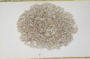 Plane Polarized, S1926