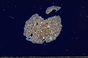 Cross Polarized, S1933