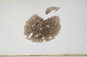 Plane Polarized, S1933