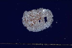 Cross Polarized, S1935