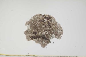 Plane Polarized, S1937