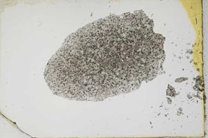 Plane Polarized, S1947