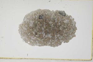 Plane Polarized, S1952