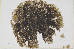 Plane Polarized, S1962