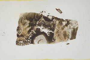 Plane Polarized, S1970