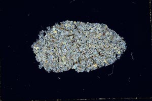 Cross Polarized, S1978