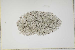 Plane Polarized, S1978