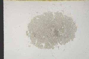 Plane Polarized, S11401