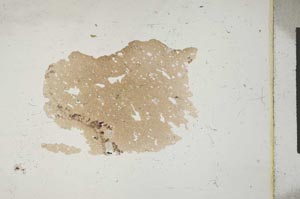 Plane Polarized, S11407