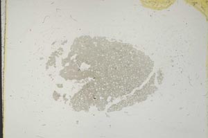 Plane Polarized, S11408