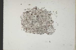 Plane Polarized, S11410