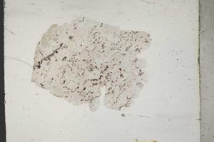 Plane Polarized, S11412