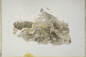 Plane Polarized, S11415