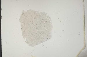 Plane Polarized, S11416