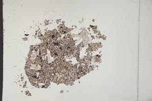 Plane Polarized, S11422