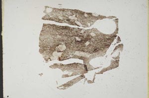 Plane Polarized, S11428