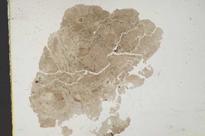 Plane Polarized, S11429