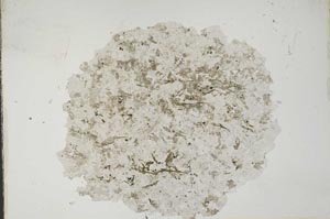 Plane Polarized, S11436