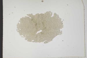 Plane Polarized, S11452