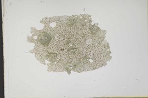 Plane Polarized, S11454