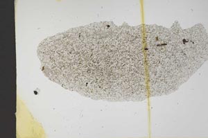 Plane Polarized, S11468