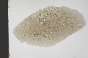 Plane Polarized, S11492