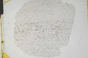 Plane Polarized, S11556