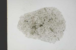 Plane Polarized, S11580