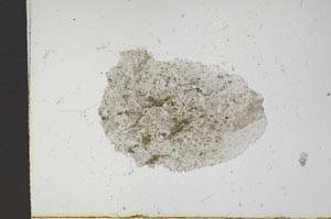 Plane Polarized, S11591