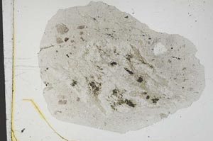 Plane Polarized, S11595