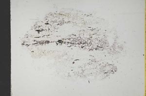 Plane Polarized, S11628/A