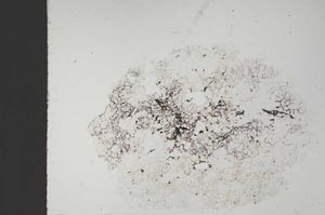 Plane Polarized, S11628/B