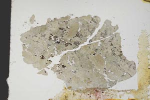 Plane Polarized, S11629/A