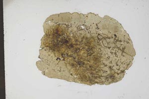 Plane Polarized, S11629/B