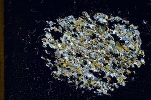 Cross Polarized, S11632